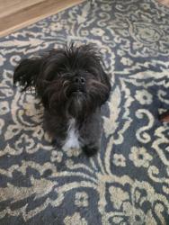 Lost Male Dog last seen Sheetz Starbucks taco bell, Lexington, NC 27295