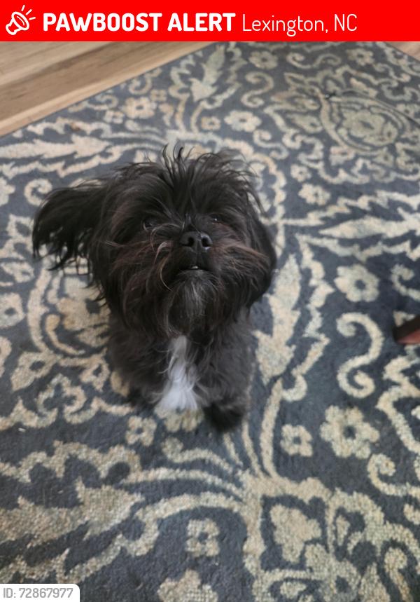 Lost Male Dog last seen Sheetz Starbucks taco bell, Lexington, NC 27295