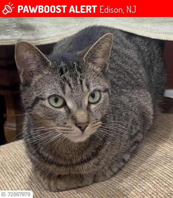 Lost Female Cat last seen she would’ve left from the backdoor, Edison, NJ 08817