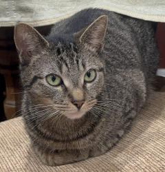 Lost Female Cat last seen she would’ve left from the backdoor, Edison, NJ 08817