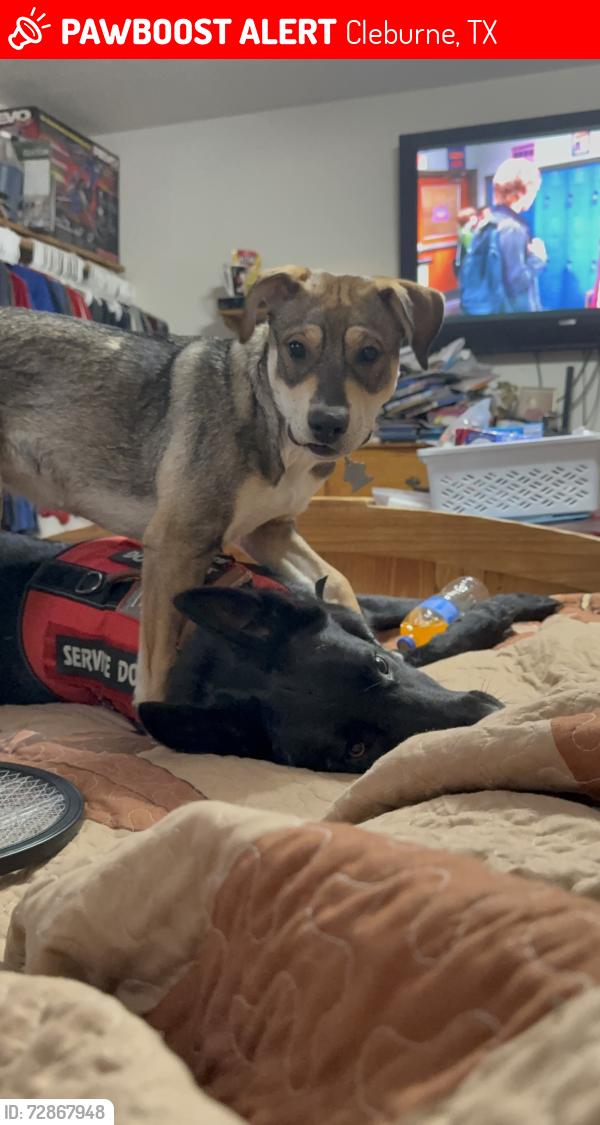 Lost Unknown Dog last seen In between Park Road 21 to West Trail Lane, Cleburne, TX 76033