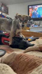 Lost Unknown Dog last seen In between Park Road 21 to West Trail Lane, Cleburne, TX 76033