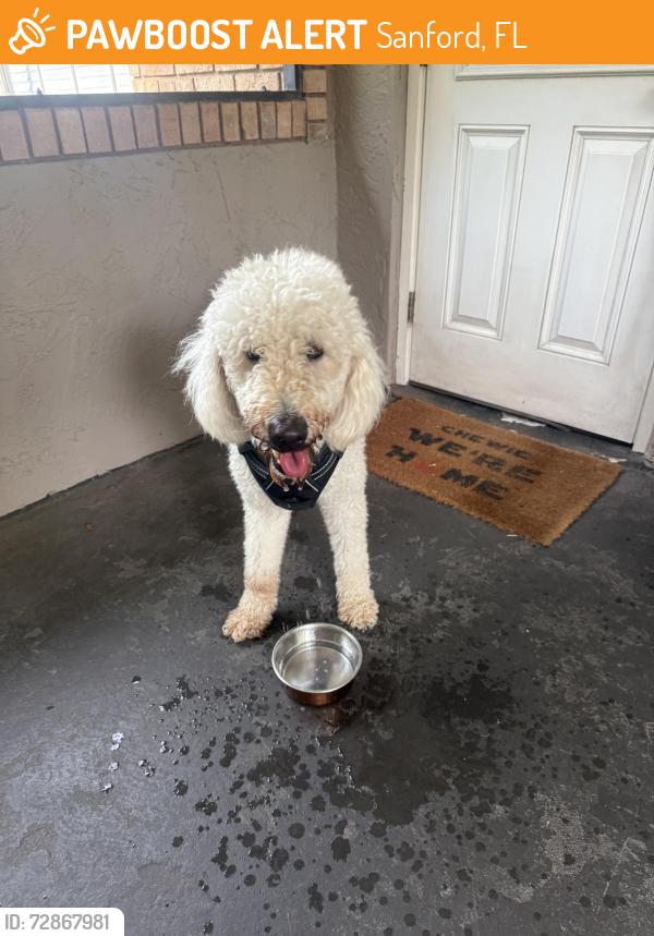 Found/Stray Female Dog last seen Intersection of Orange Ave and 1st Street , Sanford, FL 32771