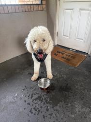 Found/Stray Female Dog last seen Intersection of Orange Ave and 1st Street , Sanford, FL 32771