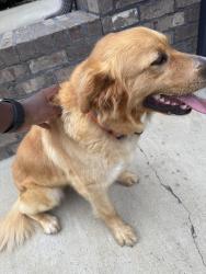 Found/Stray Female Dog last seen Carrington est , Trussville, AL 35173