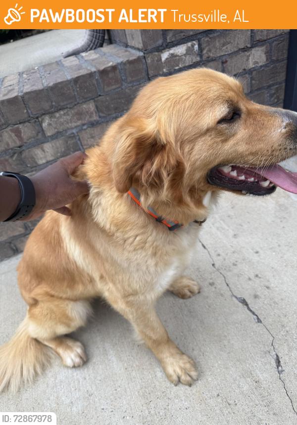 Found/Stray Female Dog last seen Carrington est , Trussville, AL 35173