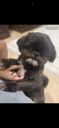 Lost Male Dog last seen Las Cuevas dr in Ladera Trails, Conroe, TX 77301
