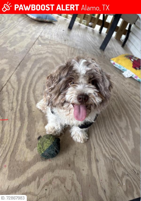Lost Male Dog last seen Álamo Tx, Alamo, TX 78516