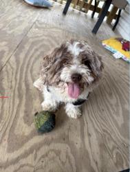 Lost Male Dog last seen Álamo Tx, Alamo, TX 78516