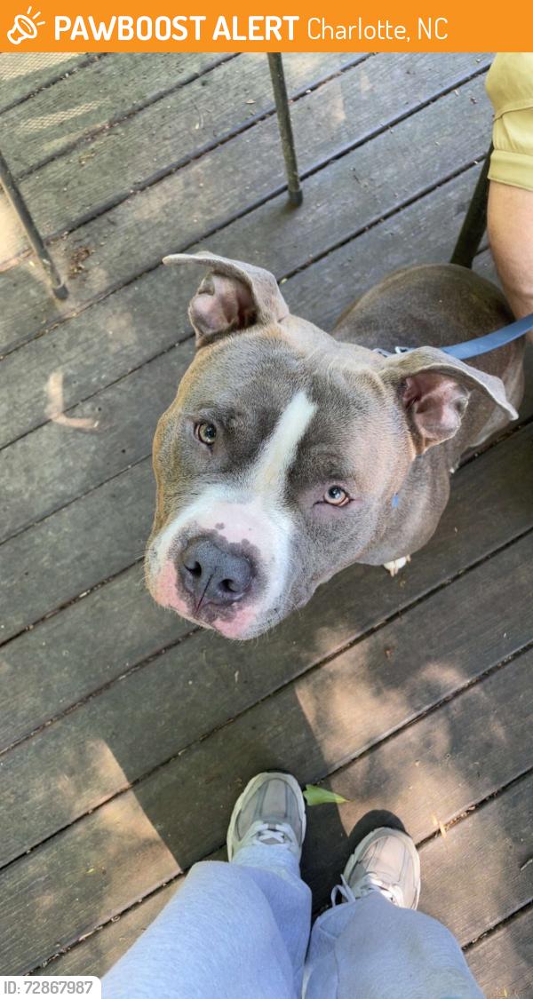 Found/Stray Male Dog last seen Bradbury Dr and Montford, Charlotte, NC 28210