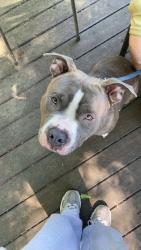 Found/Stray Male Dog last seen Bradbury Dr and Montford , Charlotte, NC 28210