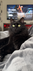 Lost Unknown Cat last seen 31st , Odessa, TX 79762