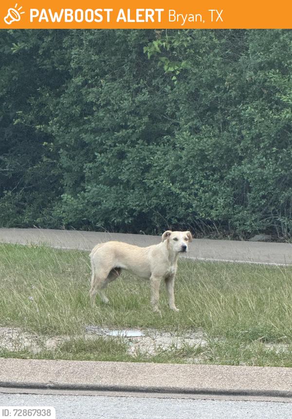 Found/Stray Male Dog last seen Villa Maria, N Harvey Mitc, Bryan, TX 77807