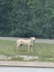 Found/Stray Male Dog last seen Villa Maria, N Harvey Mitc, Bryan, TX 77807