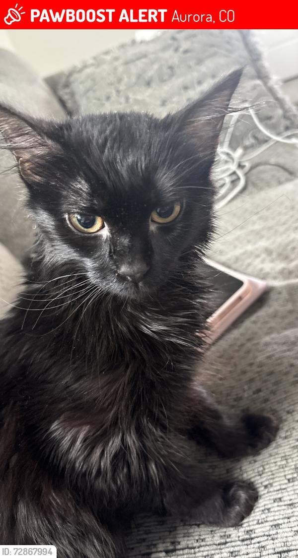Lost Female Cat last seen vista peak high school, Aurora, CO 80018