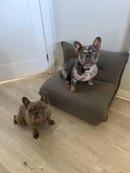 Lost Male Dog last seen Liverpool and Shenango, Aurora, CO 80015