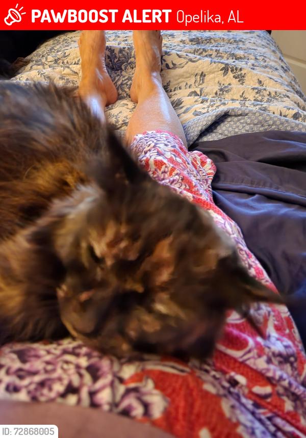 Lost Female Cat last seen Near Lee road Opelika,al, Opelika, AL 36804