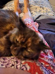 Lost Female Cat last seen Near Lee road Opelika,al, Opelika, AL 36804