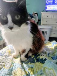 Lost Female Cat last seen Providence Lakes Blvd / Chepacket St, Brandon, FL 33511