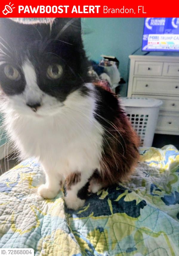 Lost Female Cat last seen Providence Lakes Blvd / Chepacket St, Brandon, FL 33511