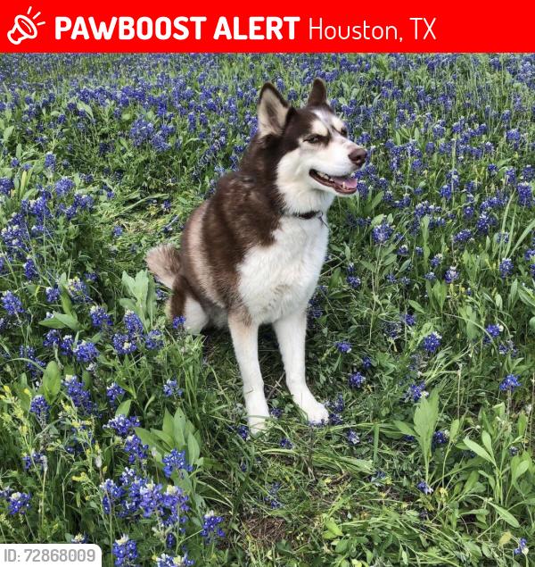 Lost Female Dog last seen North Forest subdivision 45 / 1960 / Ella, Houston, TX 77090