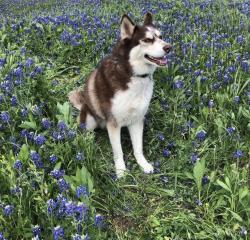 Lost Female Dog last seen North Forest subdivision 45 / 1960 / Ella, Houston, TX 77090