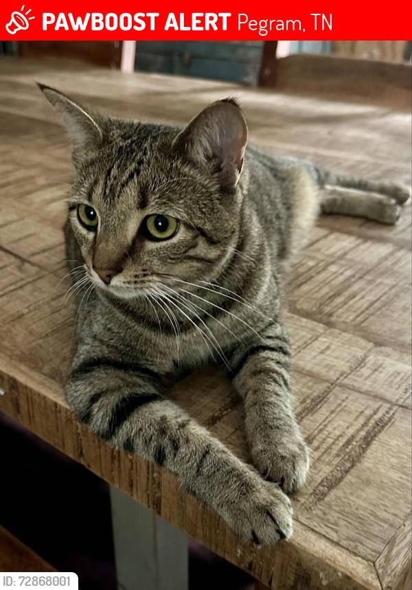Lost Female Cat last seen East Manning Hollow Rd, Pegram, TN 37143