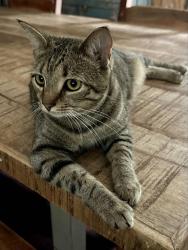 Lost Female Cat last seen East Manning Hollow Rd, Pegram, TN 37143