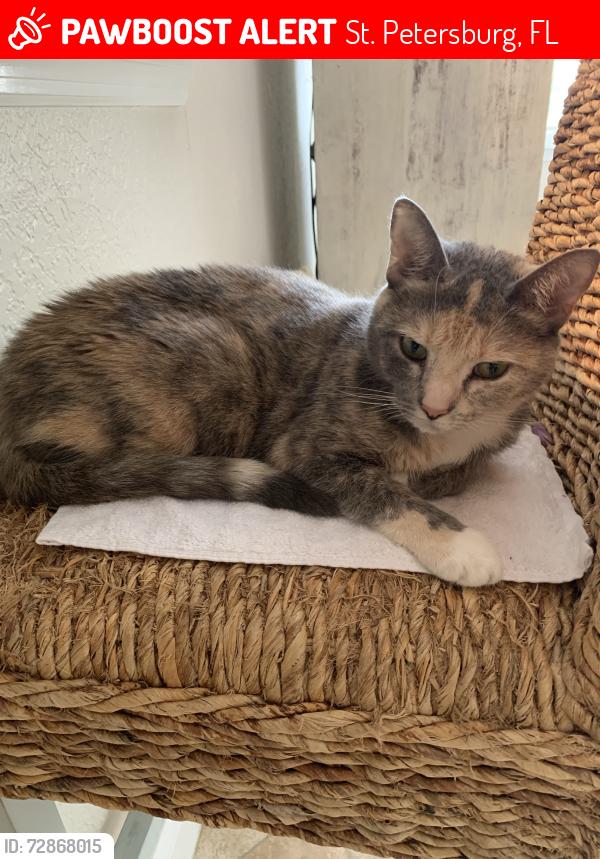 Lost Female Cat last seen 33rd Ave NE and Oak St, Northeast Park area , St. Petersburg, FL 33704