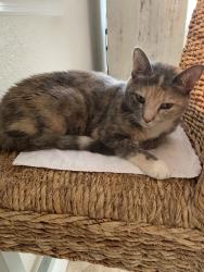 Lost Female Cat last seen 33rd Ave NE and Oak St, Northeast Park area , St. Petersburg, FL 33704