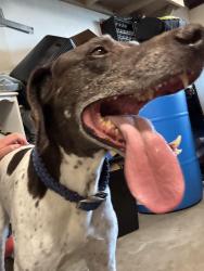 Found/Stray Male Dog last seen Hooper Ave , Bakersfield, CA 93308