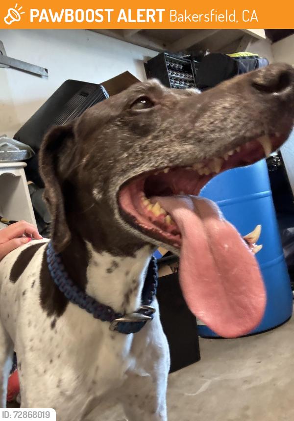 Found/Stray Male Dog last seen Hooper Ave , Bakersfield, CA 93308