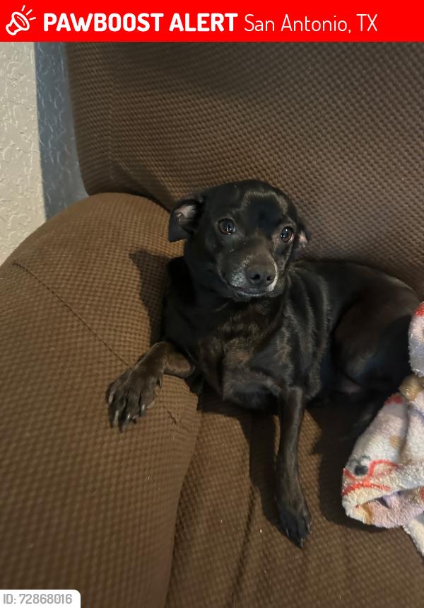 Lost Female Dog last seen Walmart off of 35 by Palo Alto park, San Antonio, TX 78211