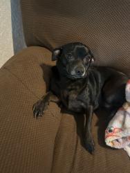 Lost Female Dog last seen Walmart off of 35 by Palo Alto park, San Antonio, TX 78211