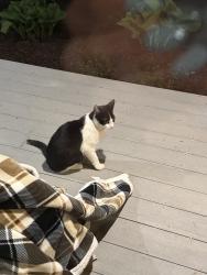 Found/Stray Unknown Cat last seen hse , Ann Arbor, MI 48105