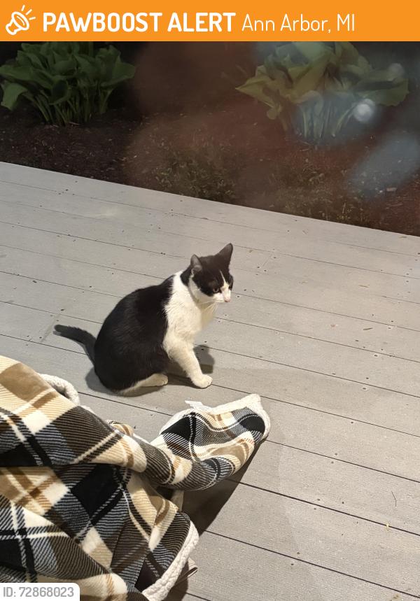 Found/Stray Unknown Cat last seen hse , Ann Arbor, MI 48105