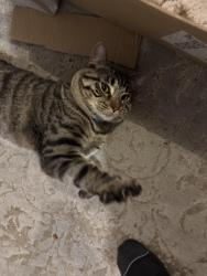 Found/Stray Unknown Cat last seen Highland and Southwest highway , Worth, IL 60482