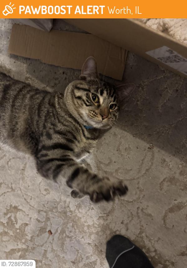Found/Stray Unknown Cat last seen Highland and Southwest highway , Worth, IL 60482