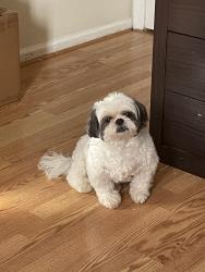 Lost Male Dog last seen Near holland st, Newark nj, Newark, NJ 07103