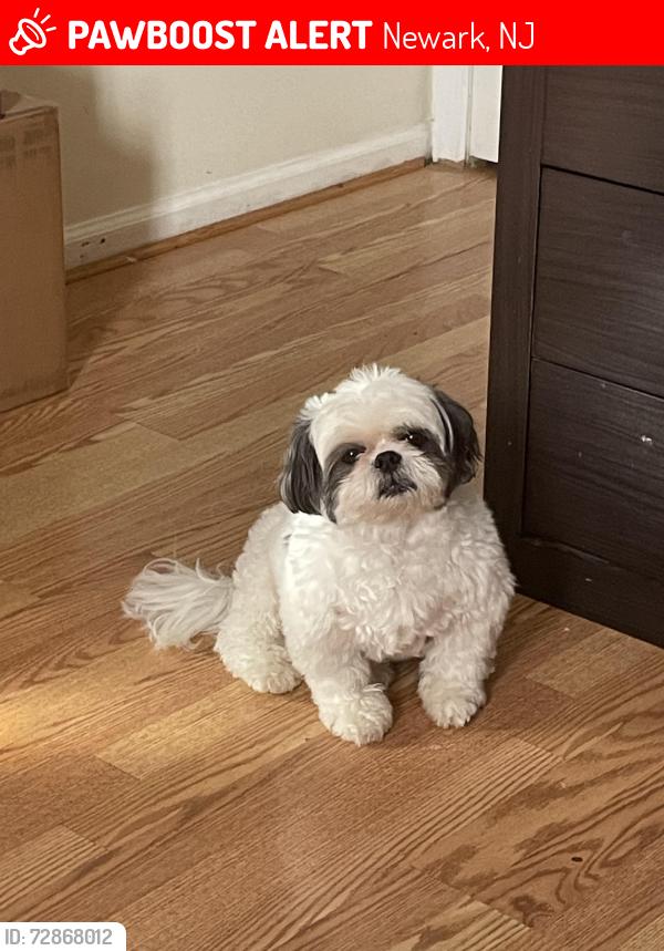 Lost Male Dog last seen Near holland st, Newark nj, Newark, NJ 07103