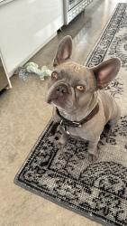 Lost Female Dog last seen FM 2126, Early, TX 76802