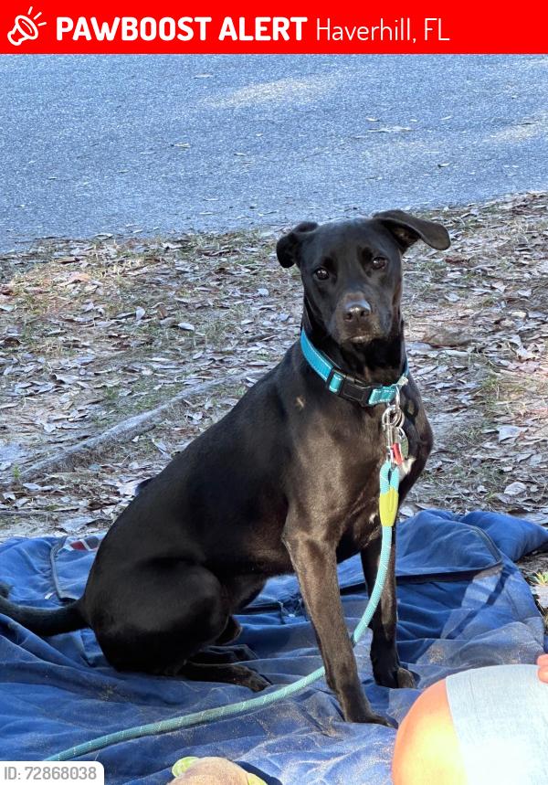 Lost Male Dog last seen Lake worth, Haverhill, FL 33417