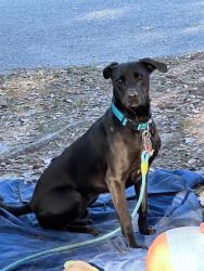 Lost Male Dog last seen Lake worth, Haverhill, FL 33417