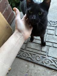 Found/Stray Female Cat last seen Piedmont Pantry , Huntington, WV 25704