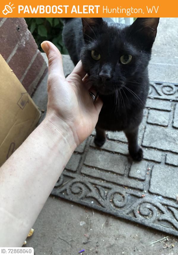 Found/Stray Female Cat last seen Piedmont Pantry, Huntington, WV 25704