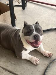 Lost Male Dog last seen Citrus & Jurupa, Fontana, CA 92337
