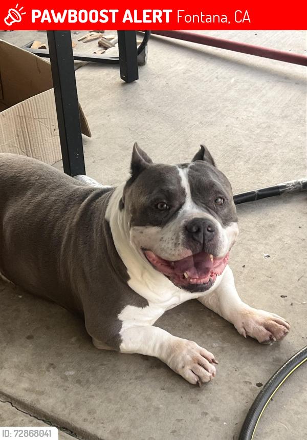 Lost Male Dog last seen Citrus & Jurupa, Fontana, CA 92337