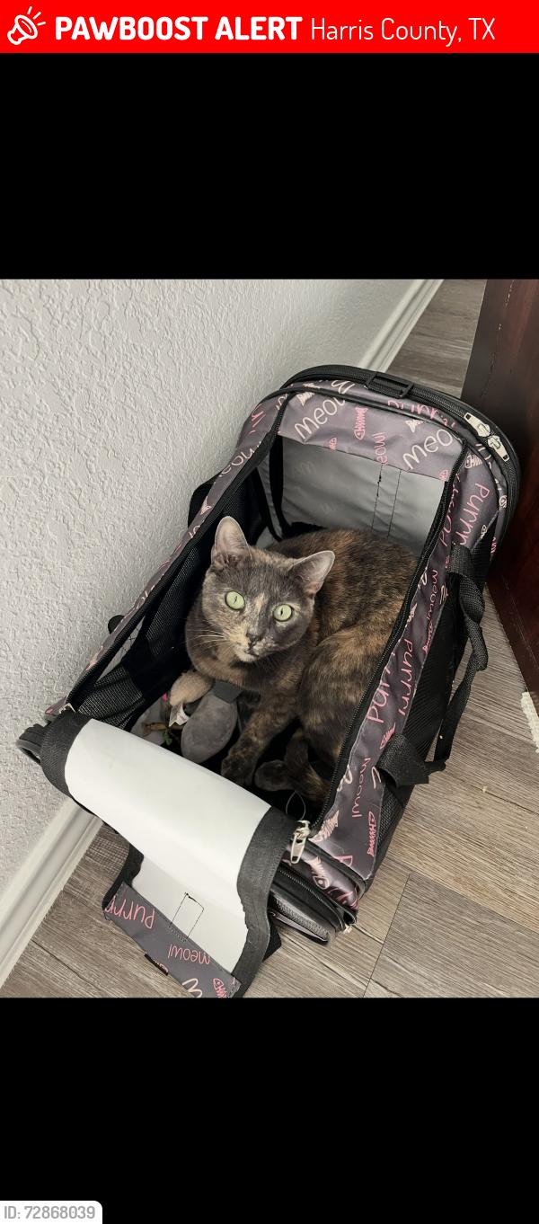 Lost Female Cat last seen Chateau Bay Ln and Springfield shorrs, Harris County, TX 77532