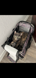 Lost Female Cat last seen Chateau Bay Ln and Springfield shorrs, Harris County, TX 77532