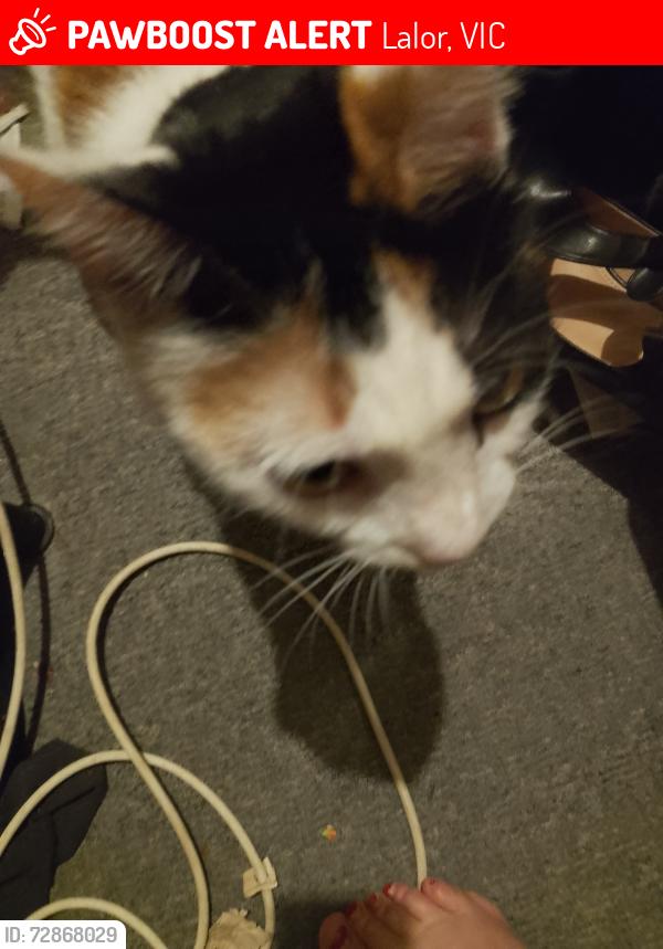 Lost Female Cat last seen Near curtain avenue, Lalor, VIC 3075
